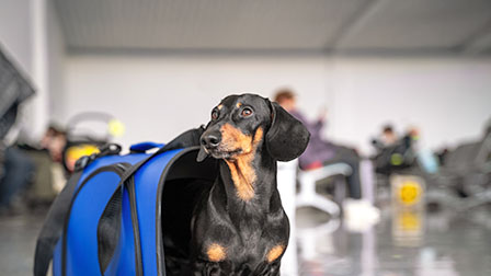 Viajar con Animales Dog