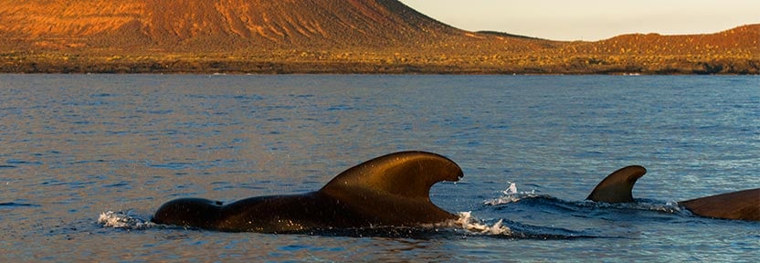 Avistar ballenas Avistar ballenas